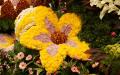 Blooming flower made of yellow and pink Chrysanthemums