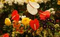 Exotic blossoming flowers widescreen wallpaper