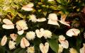 Pink Anthurium blossom and white Chrysanthemums