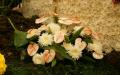 Pink Anthurium flowers with white blossoming Chrysanthemums