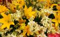 Yellow Stargazer and white Orchids blossoms