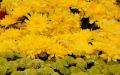 Yellow blossoms widescreen wallpaper