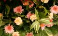 Pink Gerbera flowers