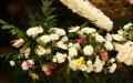 White Chrysanthemums and pink Anthurium flowers