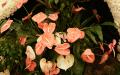 Pink Anthurium widescreen wallpaper