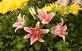 Pink Stargazer photo