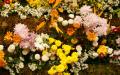 Colorful exotic blossoming flower widescreen wallpaper