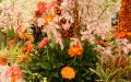 Orange and Gerbera, pink Chrysanthemums, pink Orchids