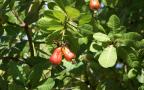 cashew fruits