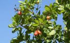 cashew fruits