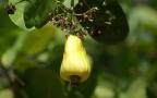 unripe cashew fruit