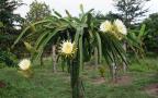 dragon fruit blossoming tree