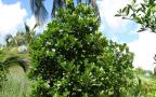 jackfruit tree