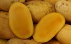 most delicious mango fruits