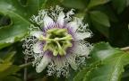 passion fruit flower