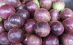 purple starapple fruits