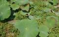 Green lotus leaves