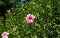 Green hibiscus with pink blossom