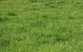 Green nature grass