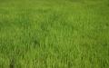 green ricefield