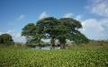 Green Acacia tree