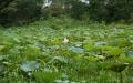 Green lotus pond