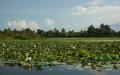 Green lotus pond