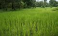 ricefield