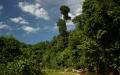 Jungle river vegetation