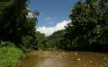 Jungle river flowing thru beautiful lush tropical vegetation