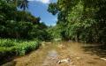 Jungle vegetation