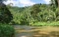 Jungle river vegetation