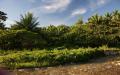 Tropical river vegetation