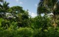 Dense tropical green island vegetation widescreen wallpaper