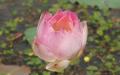 Beautiful pink lotus