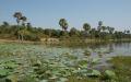 Lotus pond