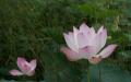 Pink lotus flowers