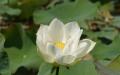 White lotus