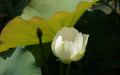 White lotus