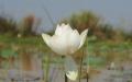 White lotus