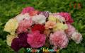 Happy Valentine wallpaper carnation flowers