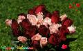 thumbs/valentine-roses-dsc07744-ws.jpg