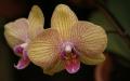 Beautiful orchid