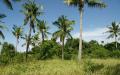 Palm trees - island sky