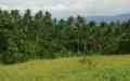 Palm trees - Coconut forest