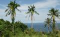 Palm trees - ocean view