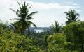 Palm trees - Ocean view Puerto Galera - Mindoro island, Philippines