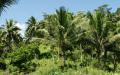 Palm trees - blue sky background