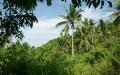 Palm trees wallpaper - with blue sky background