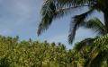 Palm trees widescreen wallpaper - Panganan coconut plantation